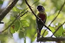 A green parrot with a maroon face, tail, and underside with a grey neck, a blue forehead, and a black eye-spot