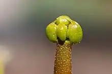 Venus flytrap flower bud