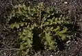 Verbascum sinuatum leaves