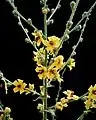 Verbascum sinuatum inflorescence