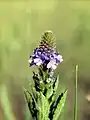 Hoary Vervain (V. stricta)