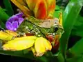 Image 17Big-eyed tree frog, Leptopelis vermiculatus, Hyperoliidae, Tanzania (from Tree frog)