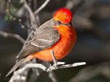 Red bird in a tree