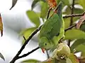 Vernal hanging parrot. Flocks of these small fruit-eating parrots are living here.