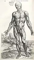 Anatomical study from Andreas Vesalius' De humani corporis fabrica