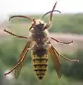 Male V. crabro ventral view