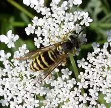 Eastern yellowjacket