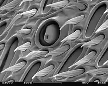 Electron micrograph of antenna surface detail, V. vulgaris