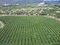 Vineyards in Tarija, Bolivia