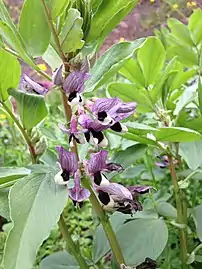 Fava bean flowers with purple banners and pied wings