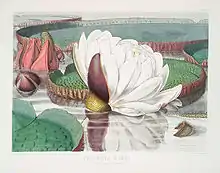 Plate 2, Victoria amazonica, of Victoria Regia, 1851