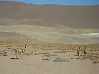 Vicuñas on road to El Tatio geysers, San Pedro de Atacama, Antofagasta Region, Chile (2011)