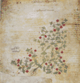 Folio 39v, Anagallis arvensis (scarlet pimpernel)