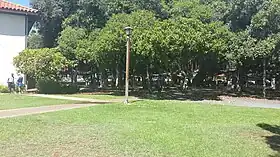 The main trunk of the banyan tree