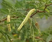 Bayahonda (Prosopis juliflora)