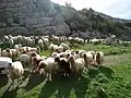 Sheep crossing a  road