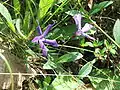 Vinca herbacea