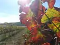 Vineyard at Neve Michael