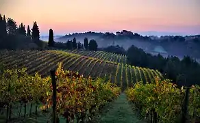 Vineyards in the Chianti region of Tuscany.