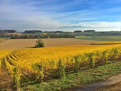 The vineyards of the castle in Autumn 2018