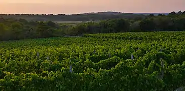 Vineyards of Istria
