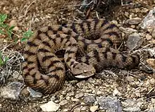 Adders are rare and easily overlooked