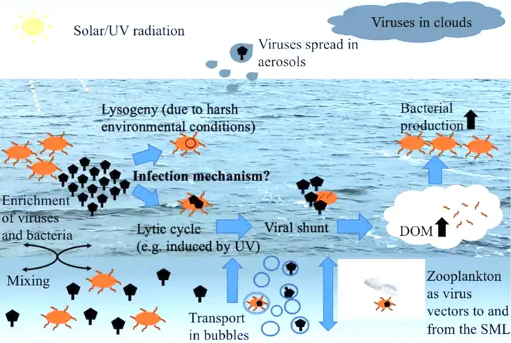 Viral–bacterial dynamics in the surface microlayer (SML) of the ocean and beyond. DOM = dissolved organic matter, UV = ultraviolet.