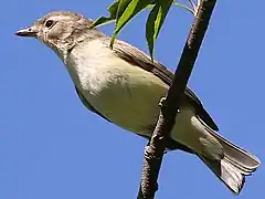 Perched, Illinois