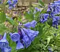 Virginia bluebells (Mertensia virginica )