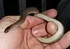 Eastern smooth earth snake