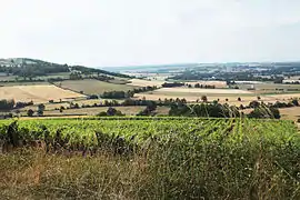 The Viserny vineyards