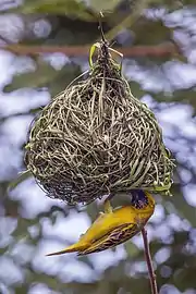 male ‘’P. v. peixotoi’’ nest buildingSão Tomé and Príncipe