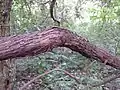 The Wild-Weinrebe (wild grapevine) appears very seldom in the Austrian Donauauen and is extremely endangered.