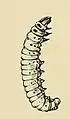Illustration of larva of Vitula edmandsii edmandsii