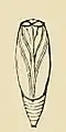 Illustration of pupa of Vitula edmandsii edmandsii