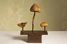 Champi(gn)ons (2017), a sculpture made with parasol mushrooms