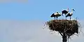 White storks nesting in Voľa