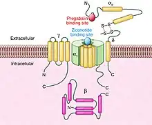 Binding sites of pregabalin and the non-gabapentenoid ziconotide to the voltage-gated calcium channel complex.