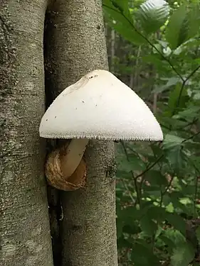 Volvariella bombycina