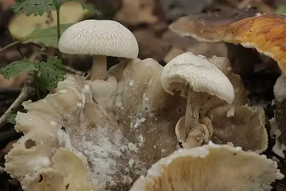 Volvariella surrecta growing parasitically