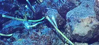 Tubeworms found at the Von Damm vent field in February 2020