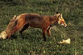 Third trophic levelFoxes eat rabbits at the second trophic level, so they are secondary consumers.