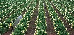 Dragon fruit farm in Châu Thành district