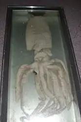 #260 (?/9/1982)Giant squid at the Naturalis Biodiversity Center in Leiden, the Netherlands