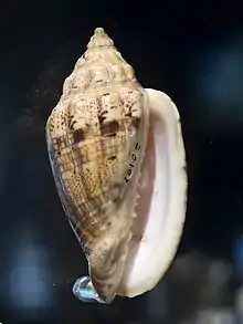 A shell of the De Marcoi's volute, Voluta polypleura