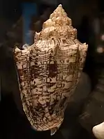 A shell of the Hebrew volute, Voluta ebraea