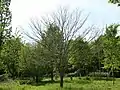 Japanese elm in early May before leaf flushing, Great Fontley, UK