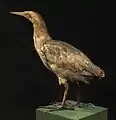Mounted bittern in the collection of the Whanganui Regional Museum
