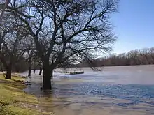 A river out of its banks and flowing around a tree at its edge