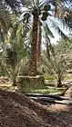 Falaj Ghayli, a surface irrigation waterway in a palm grove on the edges of the Wadi Asimah